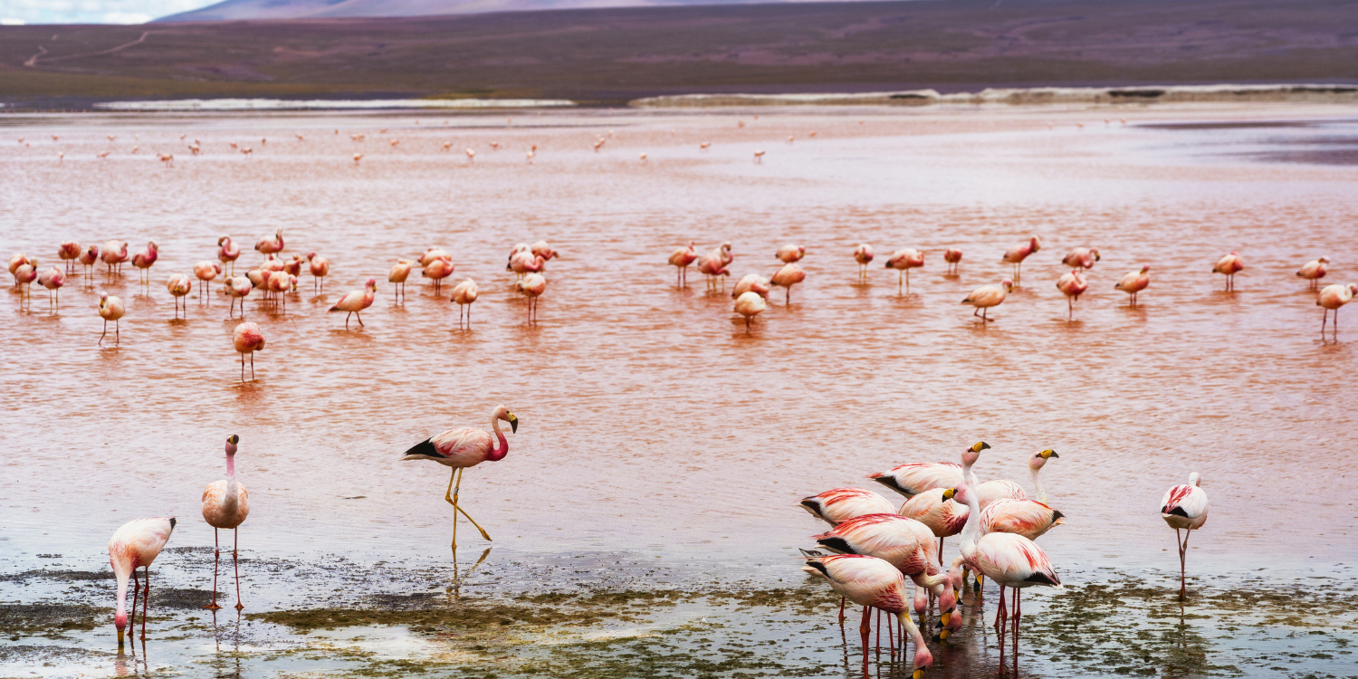 Secret destinations: True Tribe's handpicked nationals parks in South America