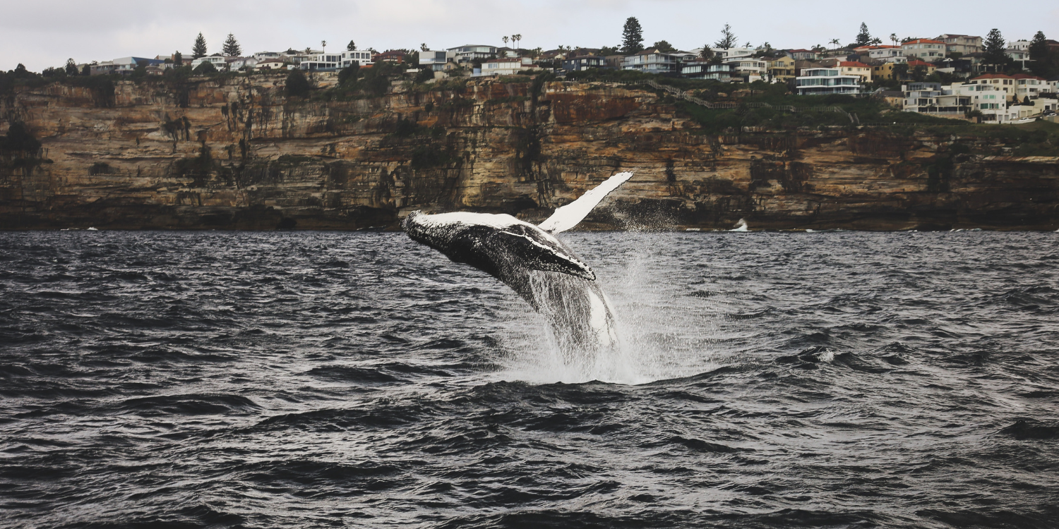 A New Era For Whales